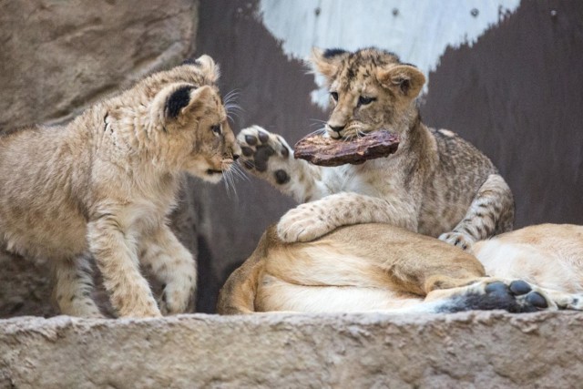 Dyrekcja opolskiego zoo liczy na to, że wybieg dla lwów uda się dokończyć jeszcze w 2019 roku.