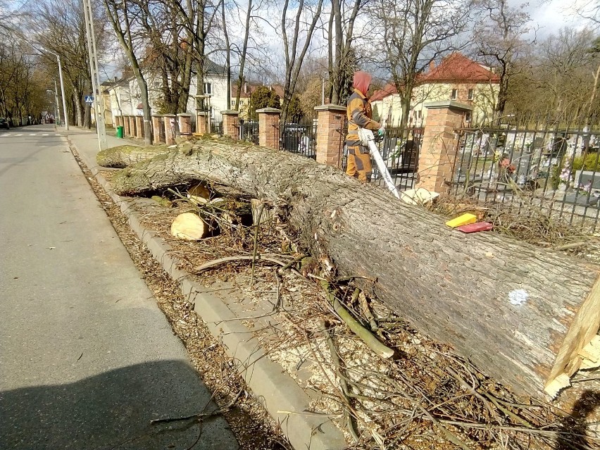 Wycięli cztery drzewa przy Bączkowskiego w Kościanie ZDJĘCIA
