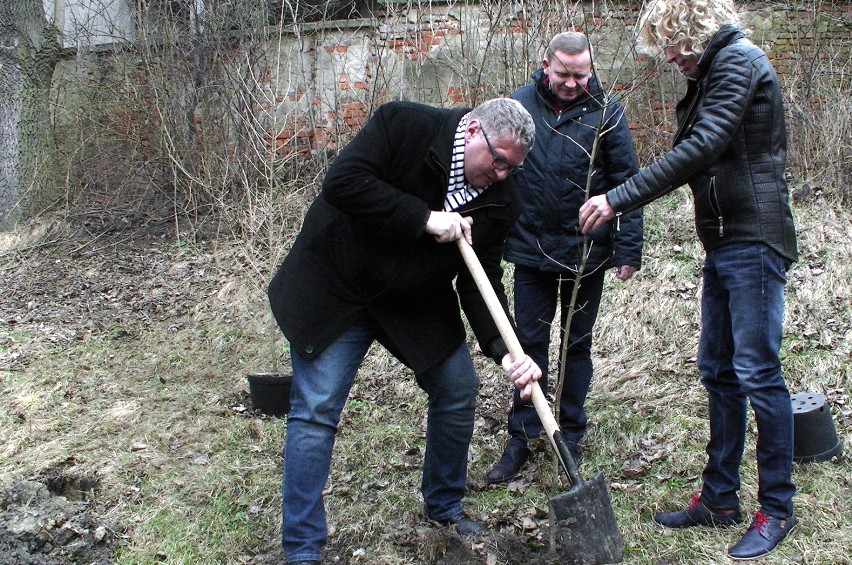 W Kaliszu posadzono kolejne drzewa w ramach akcji "Drzewo...