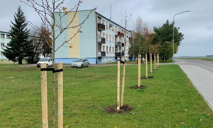 Posadzono nowe drzewa w Damasławku. To kolejne nasadzenia w gminie