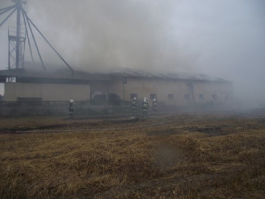 Ostrów: Strażacy walczyli z pożarem chlewni przez 18 godzin