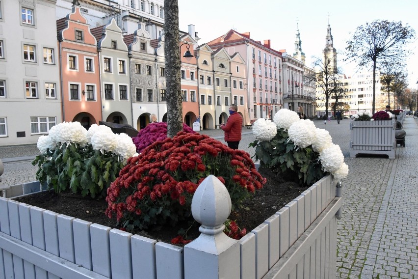 Koronawirus Legnica. Bartoszów i Legnica ukwiecone chryzantemami. To pomoc sprzedawcom po nagłym zamknięciu cmentarzy [ZDJĘCIA]