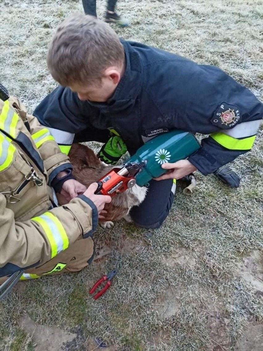 Strażacy z OSP Paradyż ratowali psa. Jego głowa utknęła w metalowej bańce [ZDJĘCIA]