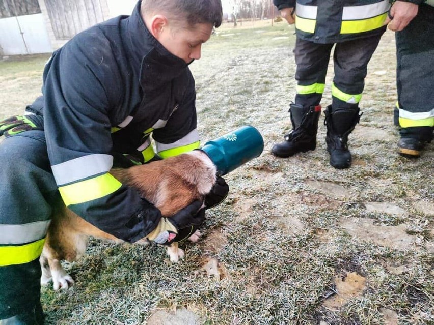 Strażacy z OSP Paradyż ratowali psa. Jego głowa utknęła w metalowej bańce [ZDJĘCIA]
