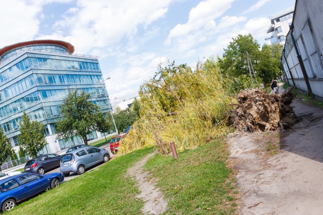 Wielkie, połamane drzewo nowym symbolem Mordoru? Już powstaje tam wielki śmietnik [ZDJĘCIA]