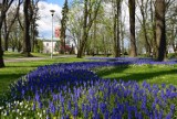 Parki i planty miejskie w Wieluniu. Historia parku w centrum miasta sięga połowy XIX wieku ZDJĘCIA