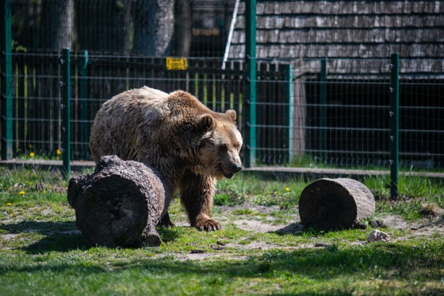 Od soboty (16 maja) można będzie wybrać się na spacer do Akcent ZOO. Ogród zostaje otwarty dla mieszkańców.
Będzie czynne – jak w każdym sezonie – w godz. 9.00-18.00.
TU ZOBACZ WIĘCEJ: Białystok. Akcent Zoo i schronisko dla zwierząt będą otwarte!