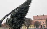 Na pniewskim rynku stanęła świąteczna choinka [FOTO]