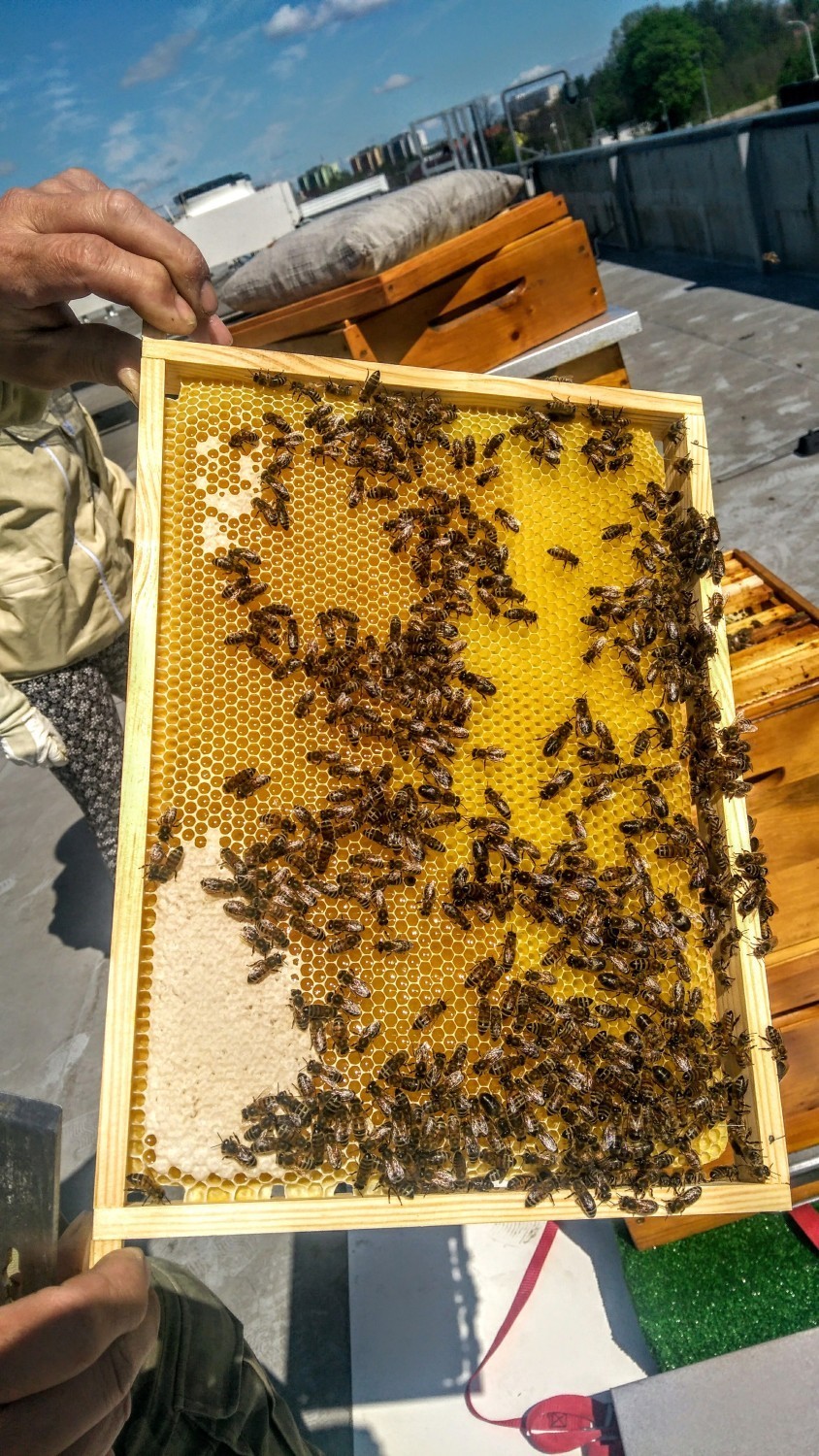 150 tys. pszczół zamieszkało na dachu VIVO! Piła! 