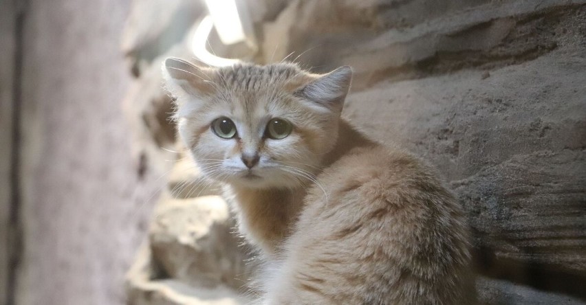 ZOO w Gdańsku  ma nowego lokatora! To kotka arabska o imieniu Maolie. Ma 16 miesięcy i przybyła z Francji