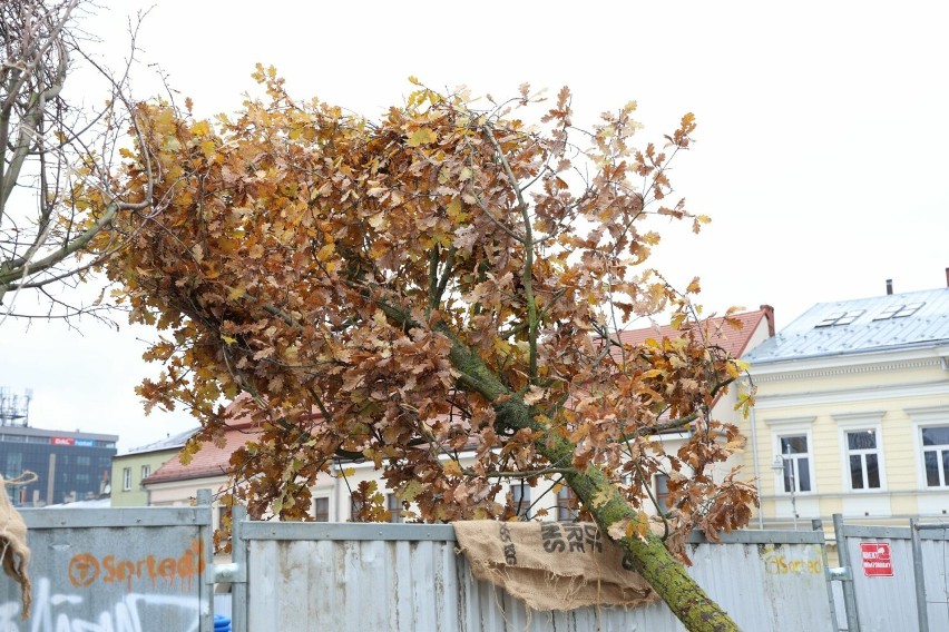 Na Rynku w Kielcach sadzą potężne drzewa! Zobacz jak przebiega zielona rewitalizacja 
