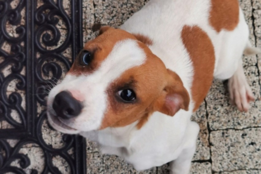 W Warszkowie znaleziono suczkę. Właściciel proszony jest o kontakt, w innym razie pies zostanie przeznaczony do adopcji