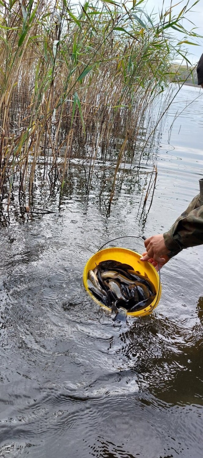 Ciemino, Juchowo, Lipno, Radacz Duży i Radacz Mały koło Szczecinka zarybione [zdjęcia]