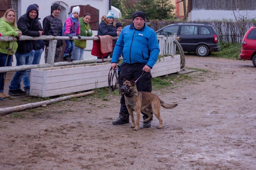 Stajnia Karlikowo, gmina Krokowa: Konie i pokaz psów...