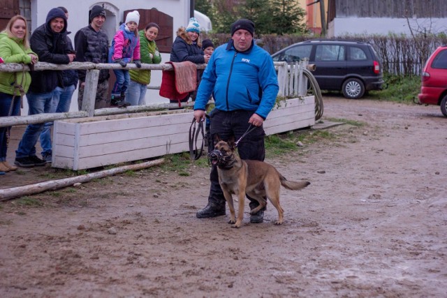 Stajnia Karlikowo, gmina Krokowa: Konie i pokaz psów obronnych