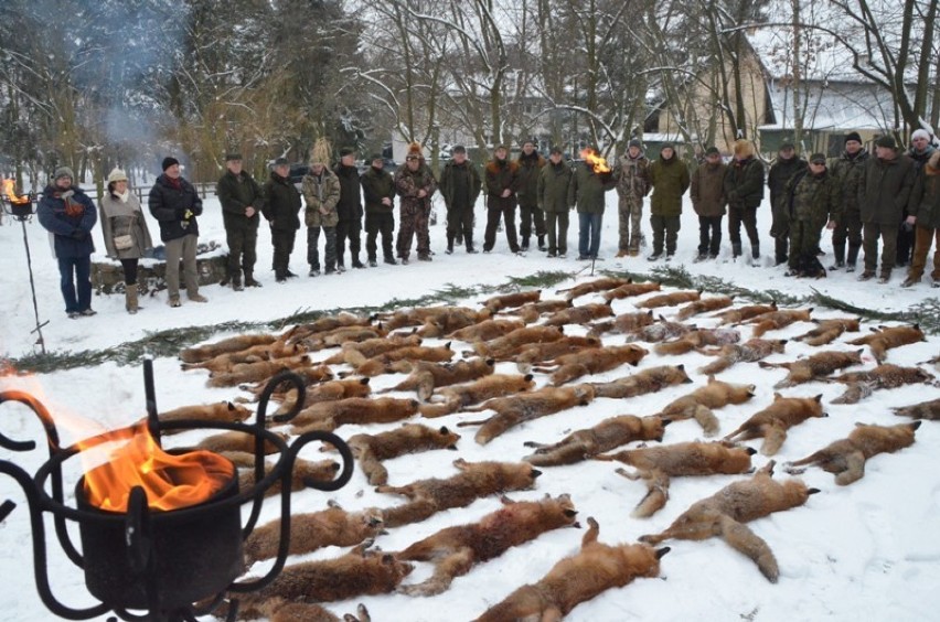 Polowania na lisy w powiecie kościańskim - w tym roku pozyskano 106 zwierząt