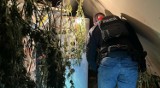 Czech uprawiał marihuanę pod Głubczycami. Cudzoziemiec trafił w ręce policji