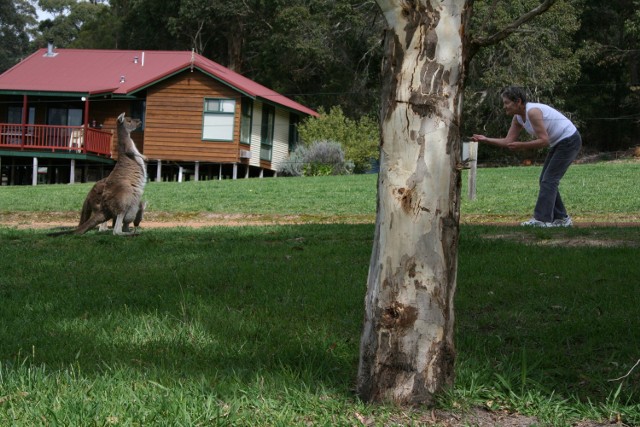 Barbara z kangurami