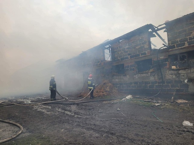 Pożar chlewni gasiło 11 zastępów strażackich z powiatu kwidzyńskiego oraz Sztumu