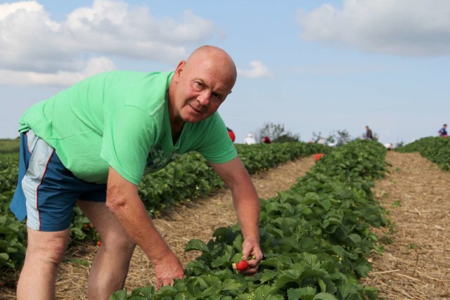 Truskawki Międzychód - rozpoczyna się sezon na truskawki gruntowe i według plantatora Krzysztofa Mameta może to być dobry rok.