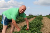 Truskawki Międzychód - rozpoczyna się tegoroczny sezon na truskawki gruntowe