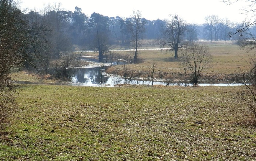 Widok na starorzecza Warty z nadbrzeżnej skarpy. fot. R....