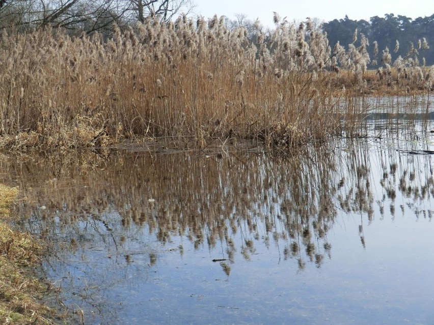 Starorzecze Warty.  fot. R. Grzeszczyk