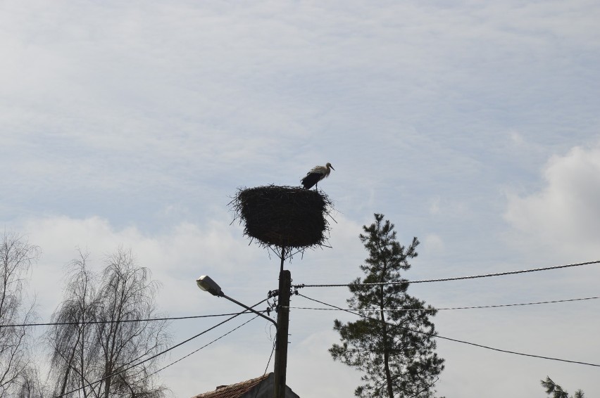 Bocian w Starym Mieście