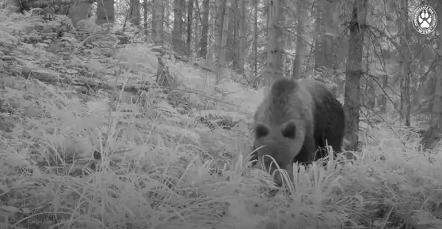 Niedźwiedzie w Beskidzie Żywieckim. 

Zobacz kolejne zdjęcia. Przesuwaj zdjęcia w prawo - naciśnij strzałkę lub przycisk NASTĘPNE