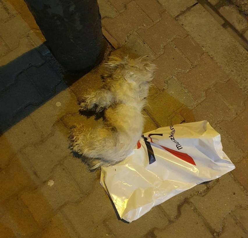 Pies był martwy, kobieta znalazła go w centrum Limanowej jak...