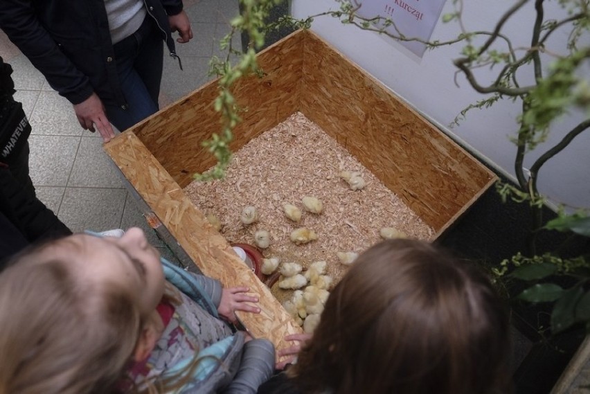Wielkanoc w Ogrodzie Zoobotanicznym w Toruniu. Zagroda z "żółciutkimi kurczaczkami" i nowi lokatorzy