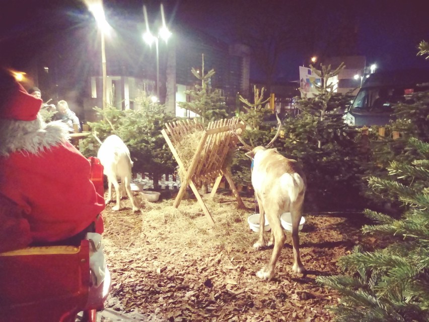 W Słubicach zagroda z Mikołajem i żywymi reniferami, a we Frankfurcie trwa Jarmark Bożonarodzeniowy. Zobaczcie zdjęcia i film