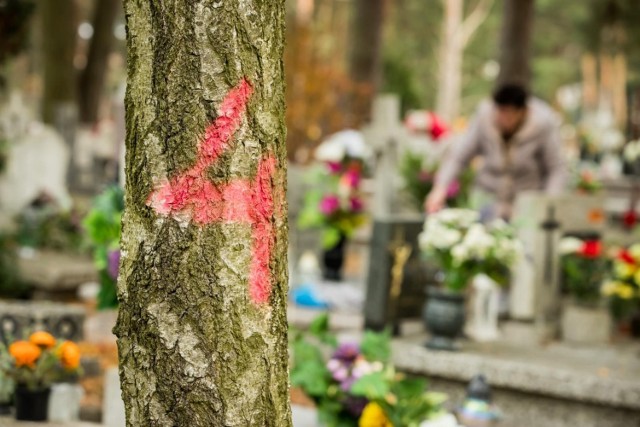 Na cmentarzu przy ul. Wiślanej w Bydgoszczy najwięcej uschniętych drzew przeznaczonych do wycinki znajduje się w sektorze VII i X. Są oznakowane numerami.