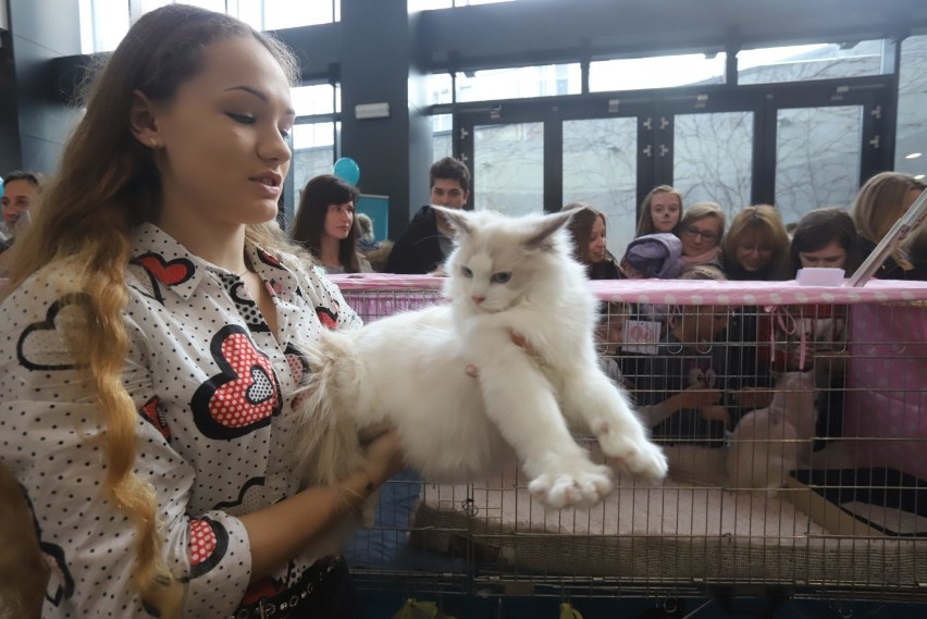 Koty rasowe rozgościły się w sobotę w Sukcesji.