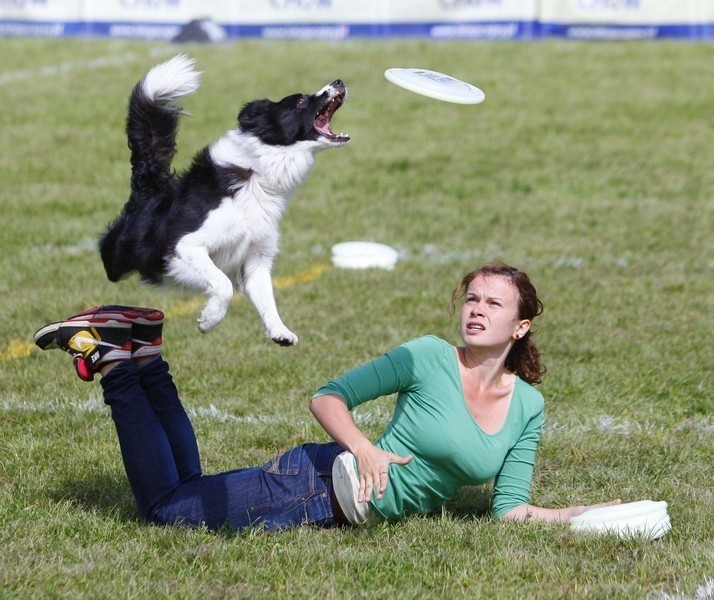 Na Cytadeli psy walczą o tytuł mistrza Europy Dogfrisbee...