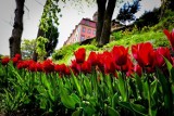 Wiosna wkrótce zawita na tarasy Zamku Książ. Zakwitną tysiące kwiatów!