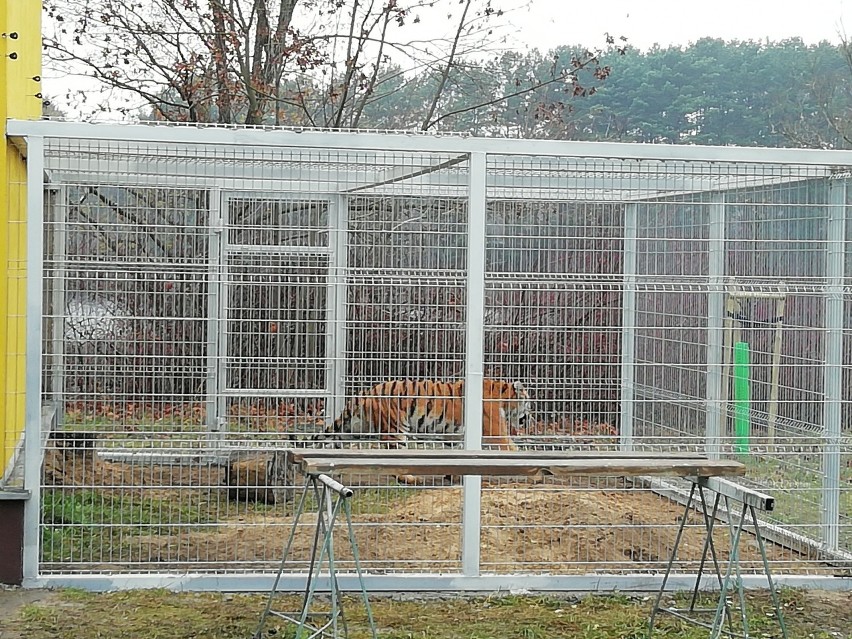 Tygrysy w Poznaniu: Jeśli nie wyjadą, czeka je śmierć. Przez błędy urzędników zwierzęta nie mogą opuścić zoo