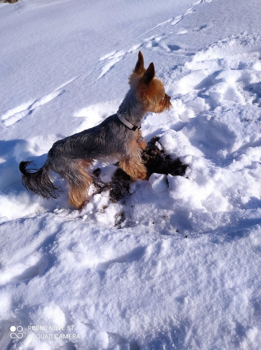 Zimowe zdjęcia zwierzaków oleśniczan. Te czworonogi uwielbiają śnieżne zabawy!