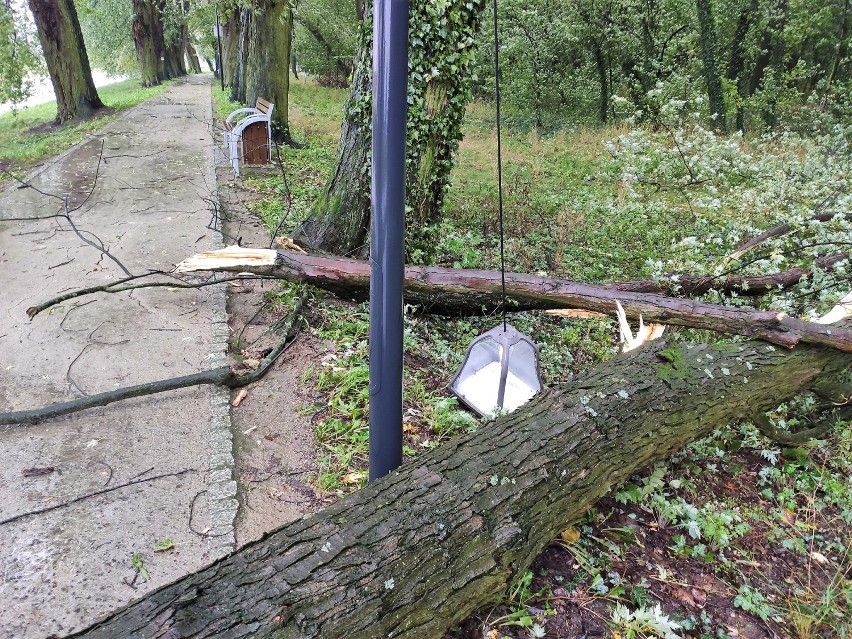 Silny wiatr połamał drzewa w parku miejskim i na Łazienkach