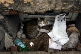 Na dwóch chodzieskich osiedlach toczy się sąsiedzki spór o bezpańskie koty
