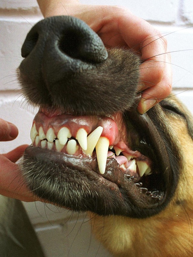 Celestyny: Pies zaatakował kobietę/Zdjęcie ilustracyjne