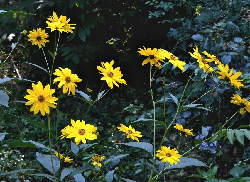 Topinambur, czyli słonecznik bulwiasty (Helianthus...