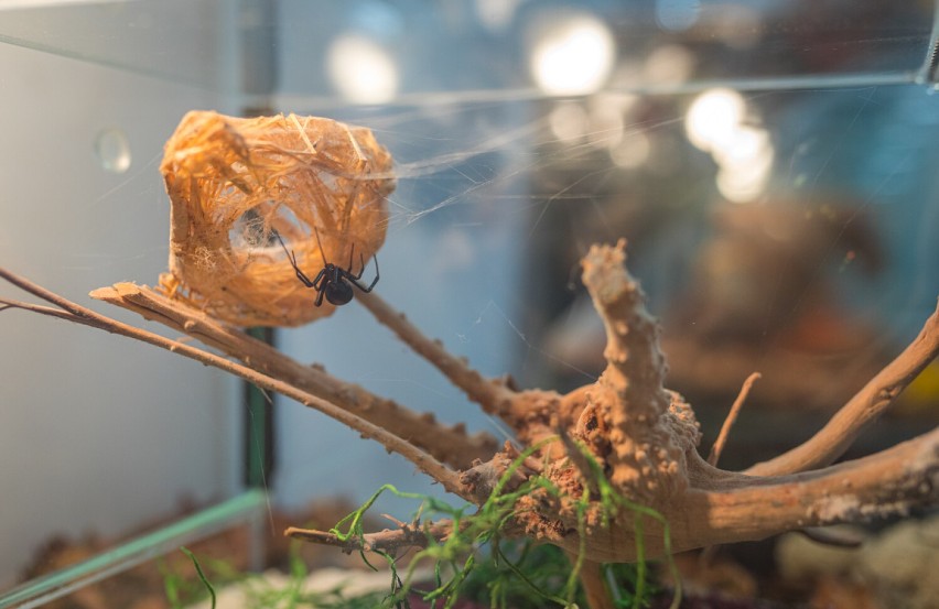 Wystawa żywych pająków i skorpionów w MDK w Rumi
