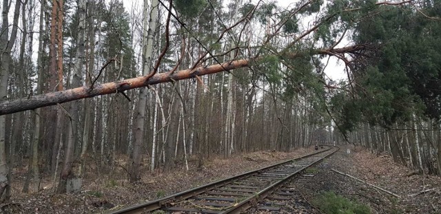 Zdjęcie poglądowe. Z powodu powalonego drzewa na trakcję kolejową ruch pociągów z Żywca do Zwardonia został wstrzymany