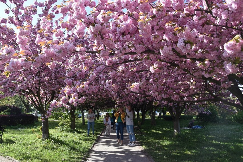 Słoneczny Park w Głogowie przyciąga aleją kwitnących drzew