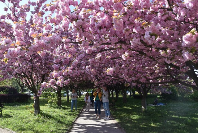 Słoneczny Park w Głogowie przyciąga aleją kwitnących drzew