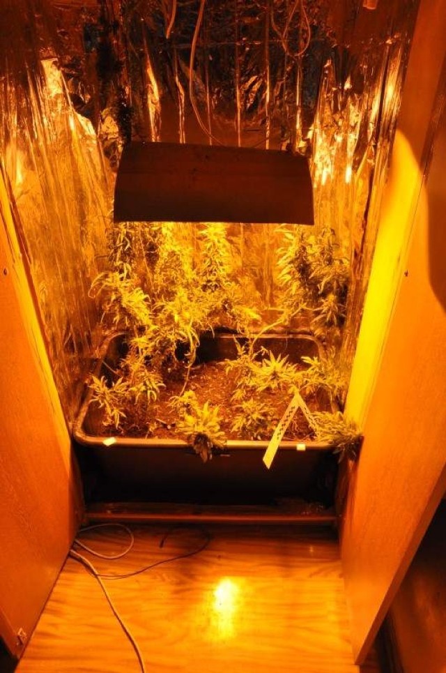 Policjanci znaleźli plantację marihuany w jednym z mieszkań na ...