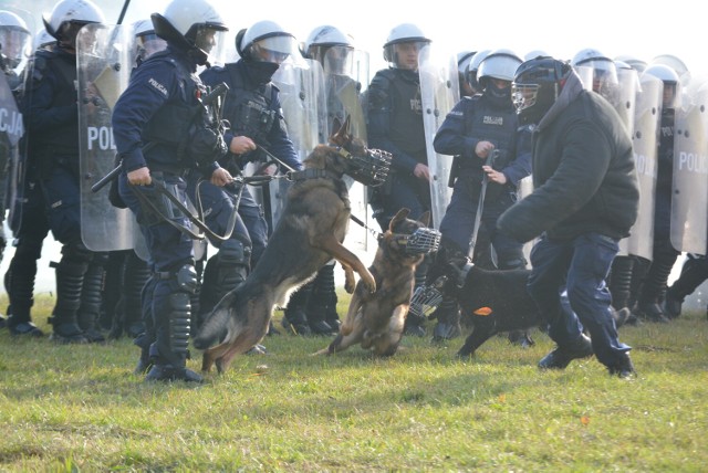 Policyjni jeźdźcy na koniach z całej Polski oraz policjanci z psami doskonalili swoje umiejętności w Sierakowie (6.10.2022).