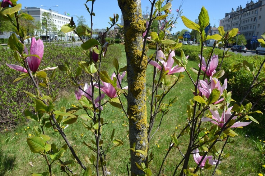 Piękne kwiaty i drzewa zachwycają w Kielcach. Wiosna zawitała już na dobre - zobacz zdjęcia 