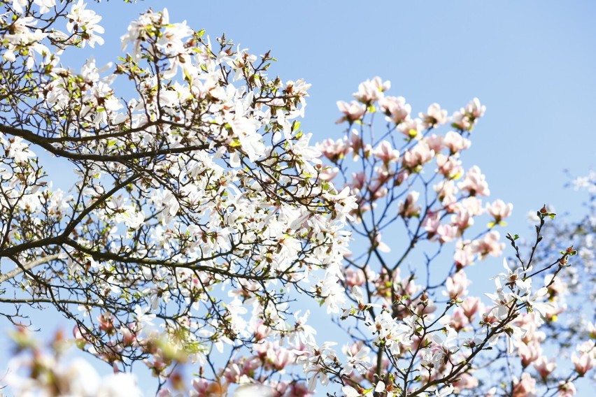 Kwitnące magnolie w Ogrodzie Botanicznym PAN w Powsinie
